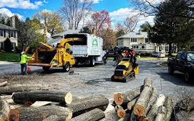 Best Tree Risk Assessment  in , CO