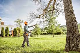 Best Tree Disease Treatment  in , CO
