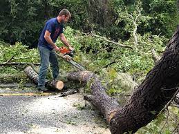 Best Commercial Tree Services  in , CO