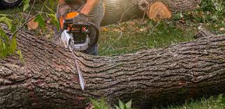 Best Root Management and Removal  in , CO