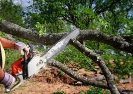 Best Tree Trimming and Pruning  in , CO