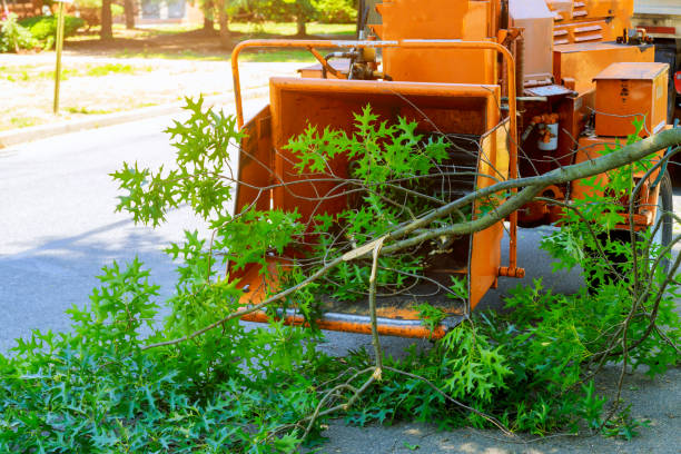 Best Tree Removal  in , CO
