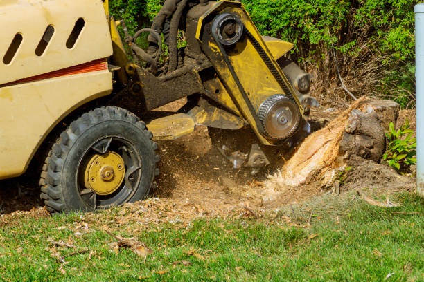 Best Firewood Processing and Delivery  in , CO