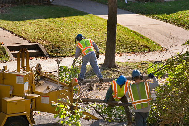 Best Tree Cabling and Bracing  in , CO