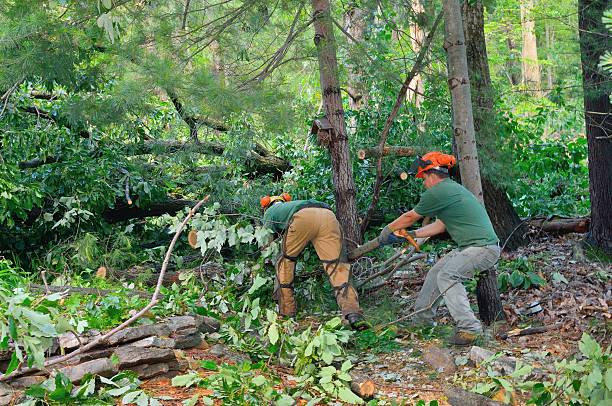Best Tree Mulching  in , CO