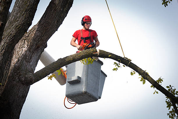 Best Tree Maintenance Programs  in , CO