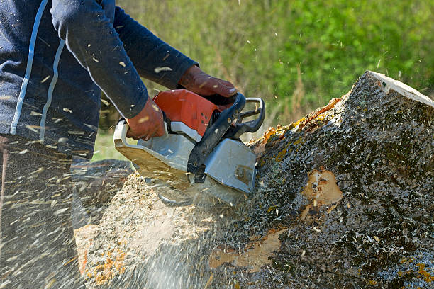 Best Utility Line Clearance  in , CO