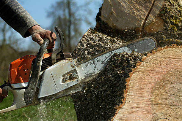 Best Soil Testing and Treatment  in , CO