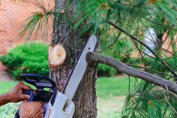 Best Lawn Maintenance Plans  in , CO